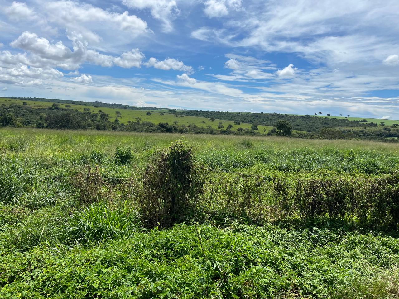 Foto - Piracanjuba - 